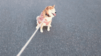 sasaq:  お久しぶりのすりすり  (via Twitter / 柴犬 ペコ @pe9ko12 1, 2) 