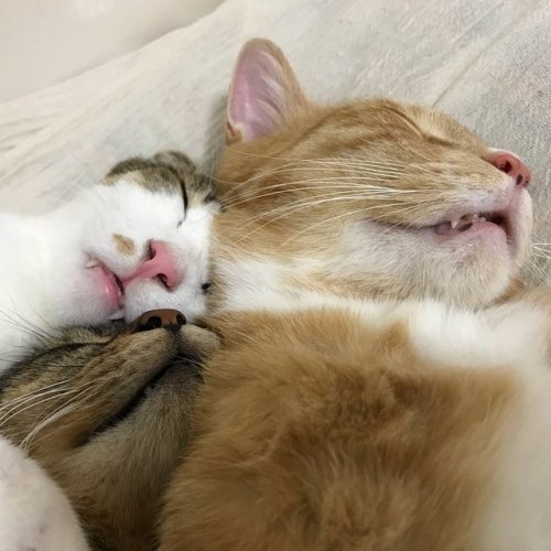 yournewfriendshouse:cat stack! cat stack! cat stack!