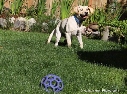 Some days you need to forget how to dog and just derp around. Goofy photo selects being featured all