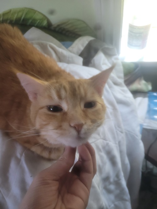 I Love The Face He Makes When I Give Him Chin Scratches