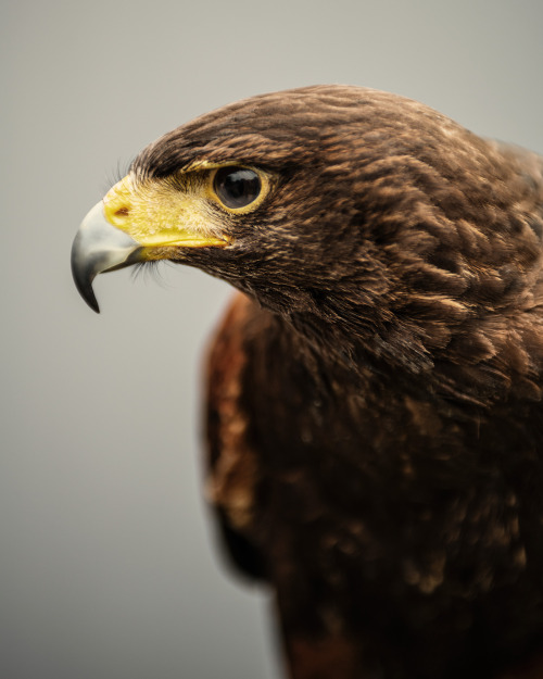 chasingthehawk:  shaylorphoto:  The Hawk Conservancy Trust is a conservation charity that works in the fields of conservation, rehabilitation, education and research of birds of prey. I spent a day there photographing a few of the birds that they have.