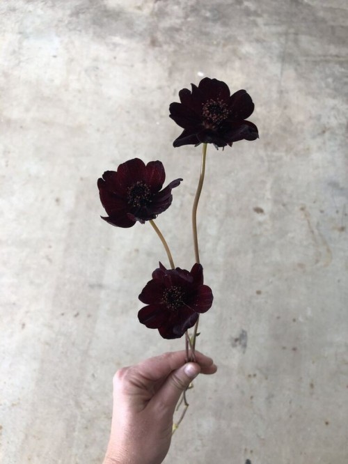 Delicate As A Flower