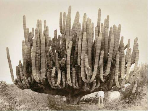 historicaltimes:A very large organ pipe cactus in Baja California, 1895. Photograph by Leon Diguet. 