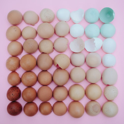 asylum-art:  Emily Blincoe: Color-coded photography