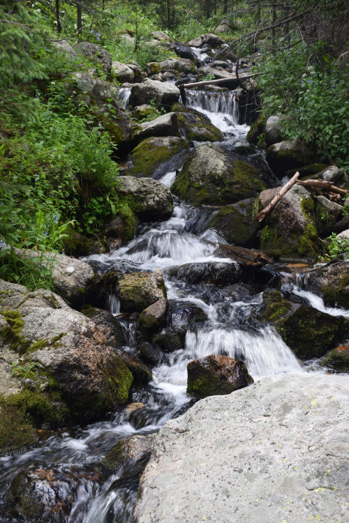 Pecos Wilderness stream by Marsha Rupe