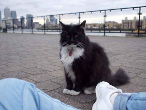 coyamada: “London”【2016 10/5-10/10】滞在先近くのテムズ川にカワイイ猫ちゃんがいました。
