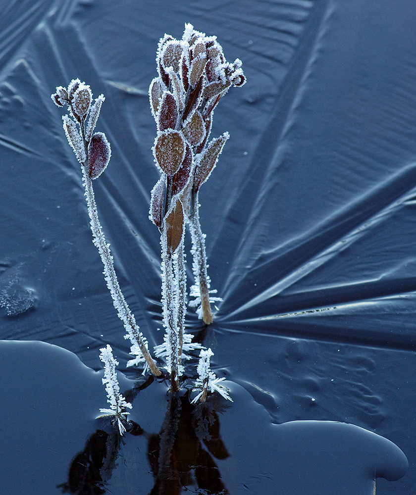 rivermusic:  Flore glacee by Léo Lachance 