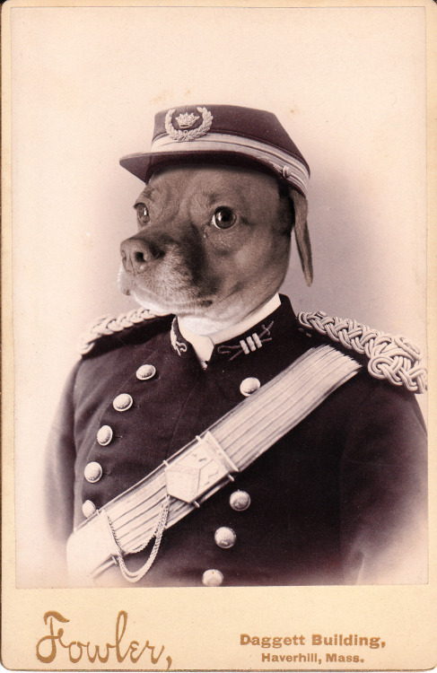 A general in the puggle army! Order your Alternate Petstories here: http://bit.ly/1LeY8bi 