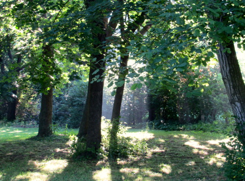 geopsych:Summer morning among the trees.
