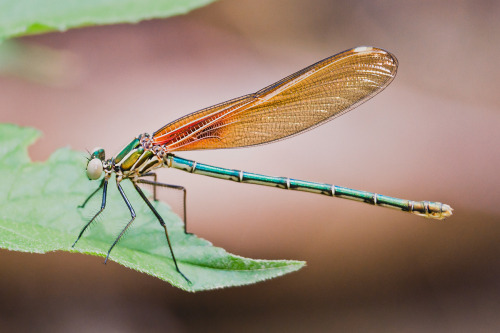 Awesome female American Rubyspot (Hetaerina americana). Credit: Unknown