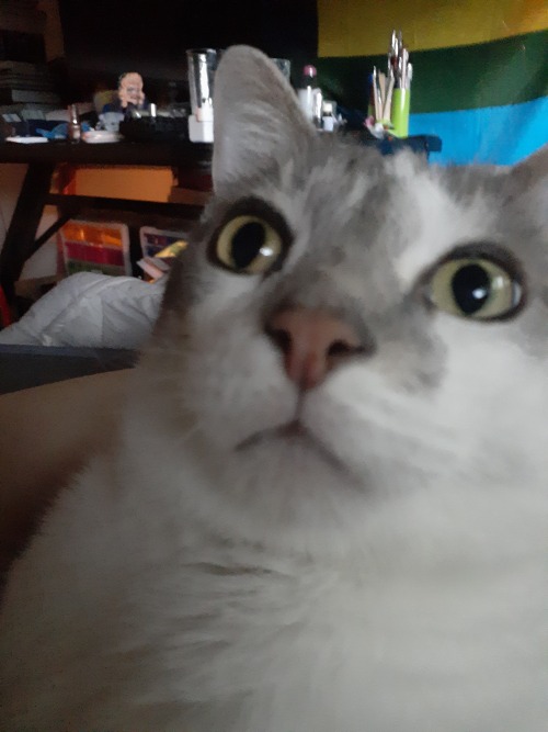 My Cat Looking Absolutely Zoinked, Enjoy!