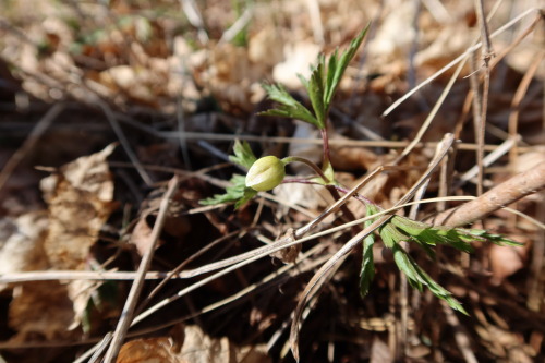 anskupics: Anemone nemorosa — wood anemone 