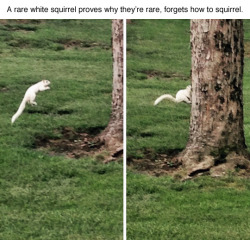 tastefullyoffensive:  White squirrels can’t