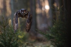 morethanphotography:  Eagle owl by osstop