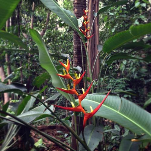 cravelandscape:  Em lembrança do #burlemarx. #heliconia #tropicalplants #trianonmasp #jungle #avpaul