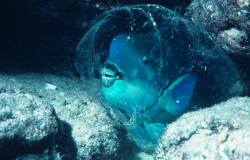 scienceyoucanlove:  Australian Parrotfishes not only have two animals in their name, but also build a sleeping bag out of mucus around them to sleep undisturbed! Info: http://is.gd/kQsgNLSource: http://is.gd/IaYBc5 via IFLB 