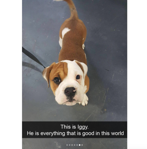 babyanimalgifs:  doggo snaps