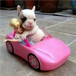 odespertardasflores:  PUP and Barbie em We