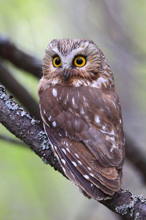 heaven-ly-mind: Northern Saw-whet Owl.