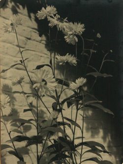 vdokhvydokh:  Unknown photographer, Flowers,