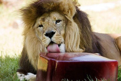 sixpenceee:  During a heatwave in Melbourne, Australia lions were fed frozen blood