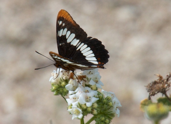 rjzimmerman:  Today’s hike with camera was the Big Morongo Canyon Preserve, Morongo