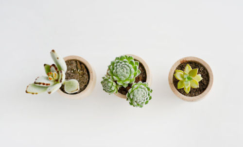  Left: Kalanchoe Tomentosa (Chocolate Soldier) Center: Sempervivum Arachnoideum (Cobweb Houseleek)Ri