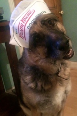 handsomedogs:this is Charlie. He loves doughnuts