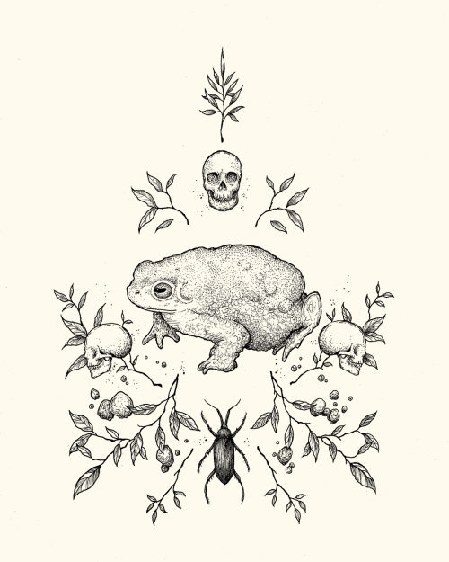 thestrangeforest:Amphibians