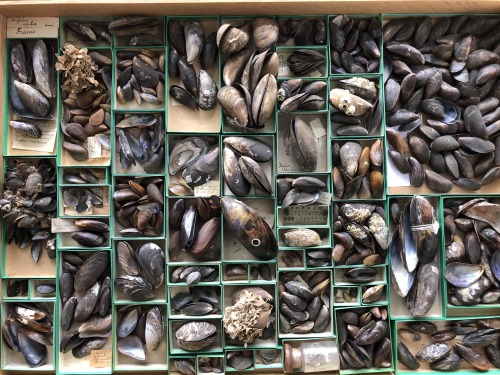  Belgian mussels developed stronger shellsBelgian mussels have developed stronger shells over the la