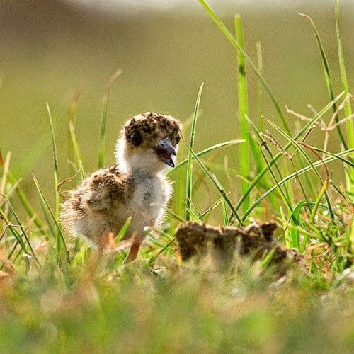 Yellow wattled Lapwing chick #bnsnatureshot #bns_india #tweetsuites #vq_birds #tweetsuites #bestbird