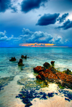 djferreira224:   Cayman Island Reef, Grand