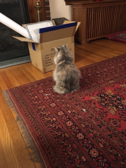 back-that-sass-up: my cat has big plans for that box