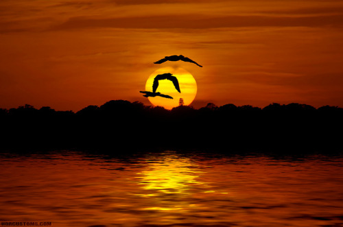 Pelicans flying over Hutchinson Island, Florida at Sunset by HDRcustoms (very busy) on Flickr.