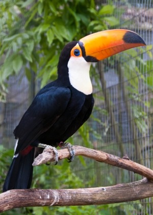 Keel billed toucan