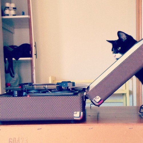 Record players are fascinating. #crosley #catstagram #tuxedocat #curiouskitty
