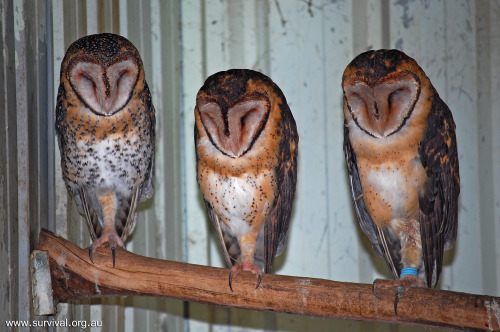 barn owls