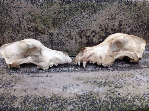 roadkillandcrows: Some comparison pics of my new Alsatian skull and the dog skull I already had. Als