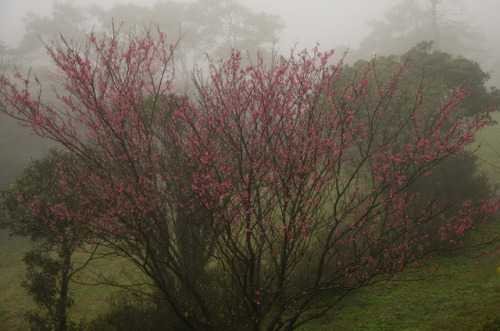 cherry blossom in fog by C.M. Tu