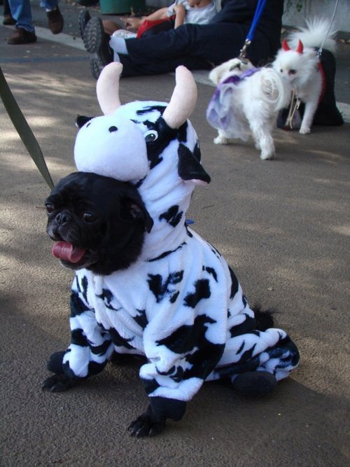 teoami:dutchster:theirs:a zoo of dogs dressed up as other animals    Bless these children