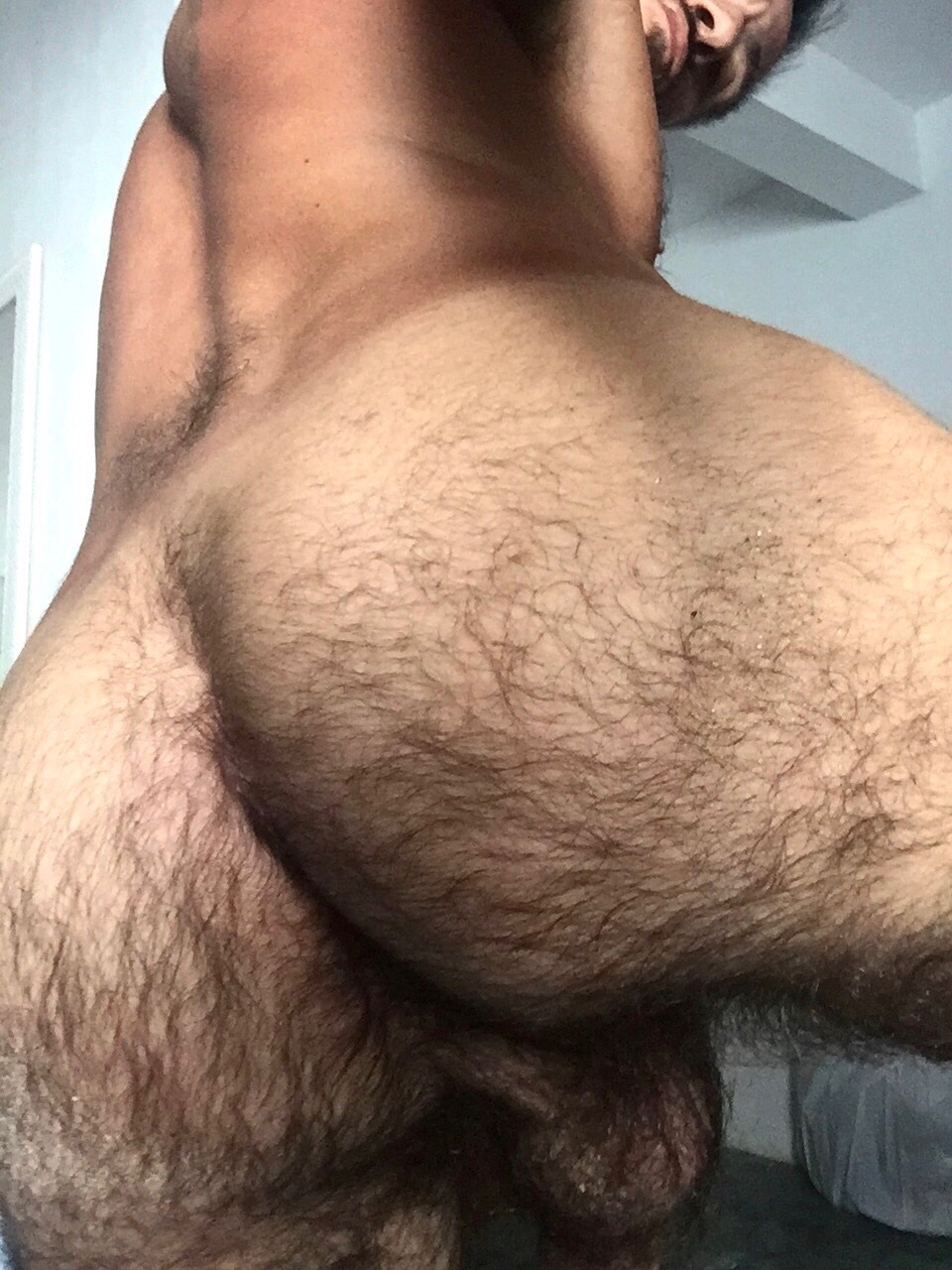 Hooded Dicks