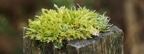 Moss and lichen combining to round-out the harsher rectilinearities. #FencepostOfTheWeek 