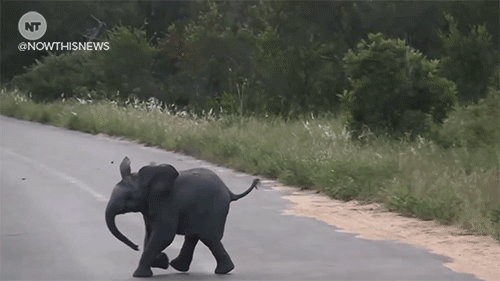 nowthisnews:The animal news this week made us sad, then we found this new-born elephant