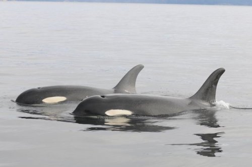 Fun trivia to delight your friends:What does a sea panda look like? Turns out this is a more cuddly 