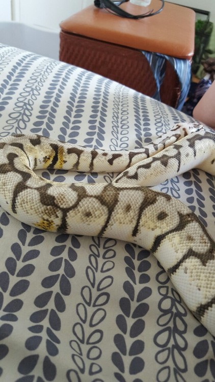 Nemesis fresh after her shed, I can&rsquo;t believe how gorgeous she is. Still a little shy at first