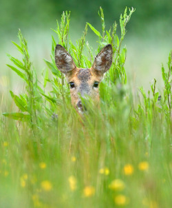 jaws-and-claws:  Peek-a-boo by Alan MacKenzie