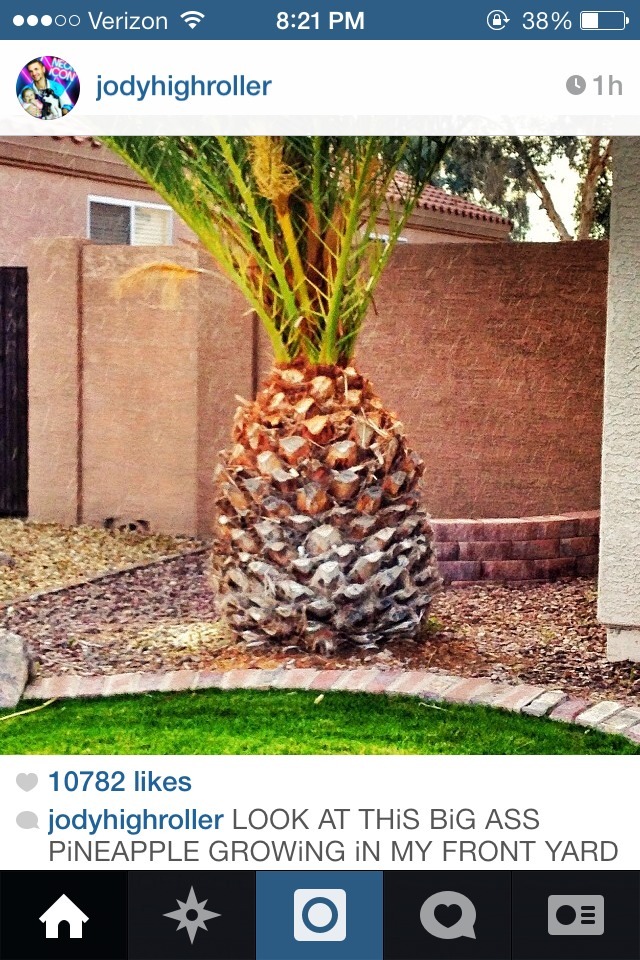 whybrandon:  rapper riff raff mistakes a palm tree for a pineapple 