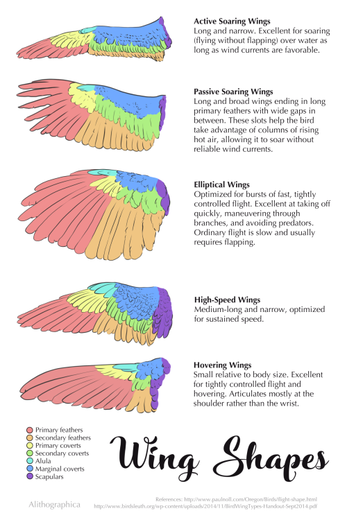 This Week: Form Follows Function! You Can Tell A Lot About A Bird By Its Wings.