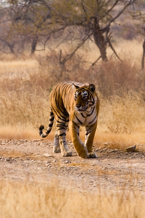 nuclevr:  tiger walking down the road 