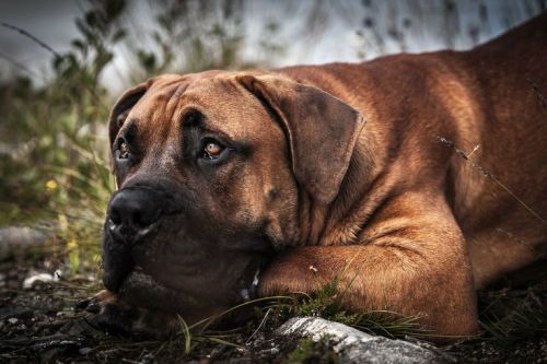 dogsandpupsdaily